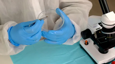 Tick in a test tube in the laboratory. Selective focus. Stock Footage 308654454