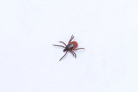 Tick tick on white background, close up shot. Stock Photos