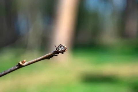 Tick at the tips of plants ready to grab onto the victim Stock-Fotos