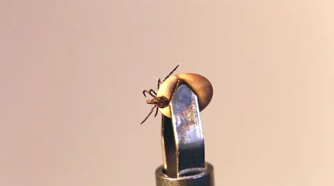 Tick tweezers Video stock 50429988
