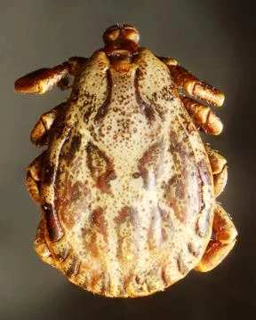 Tick under the microscope (acari, acarina) Stock Photos