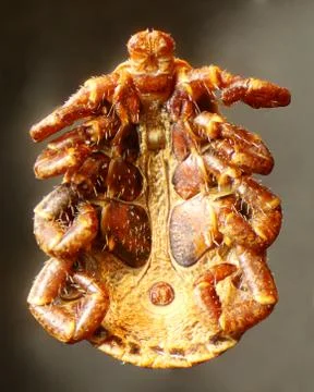 Tick under the microscope (acari, acarina) 库存照片