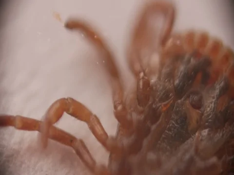 Tick Underside 動画素材 77553904