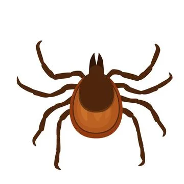 Tick vector illustration. Insect is simple flat style isolated on white Stock Illustration