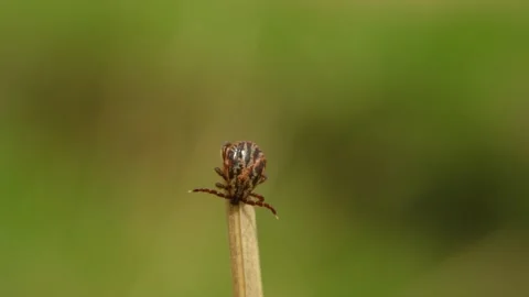 Tick waiting on a blade of grass, seeking host Stock Footage 310521635