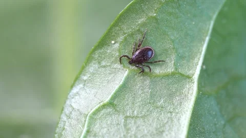Tick walking on a green leaf in nature - Detailed macro closeup of parasite Stock Footage 243889317