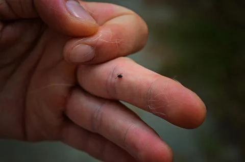 Tick walking on human arm Stock Photos