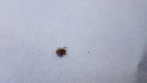 Tick wandering around Stock Footage 131374442