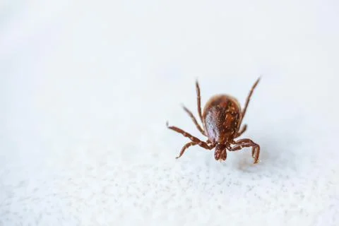 Tick on a white background. Stock-Fotos