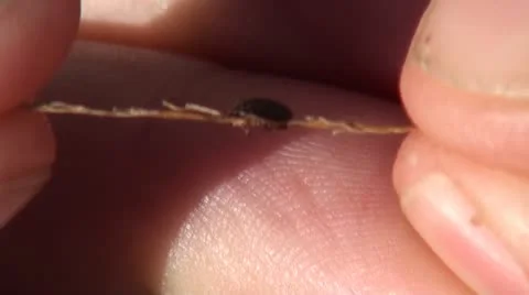 Tick1 Stock Footage 11072023