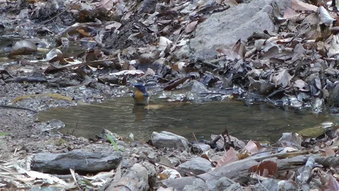 Tickell's Blue-flycatcher, Cambodia 스톡 동영상 88546142