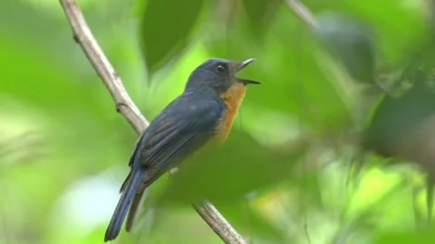 Tickells blue flycatcher perched on a branch in the forest Vídeos de archivo 334353381