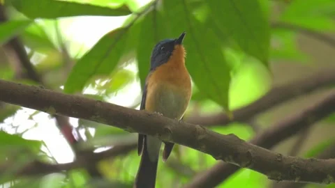 Tickells blue flycatcher perched on a tree branch in the forest Vidéo 334353678