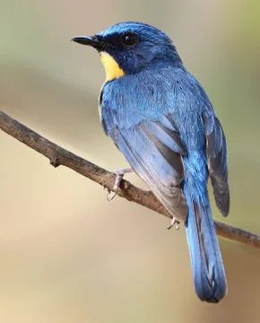 Tickell's blue flycatcher Foto stock