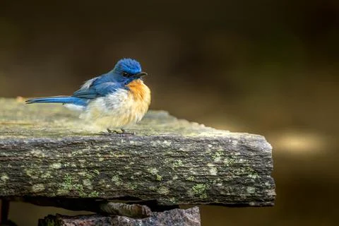Tickell's blue flycatcher Stock-Fotos