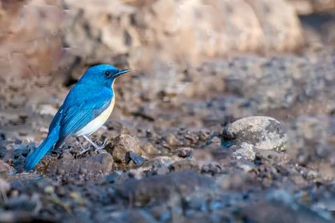 Tickells Blue Flycatcher Stock Photos