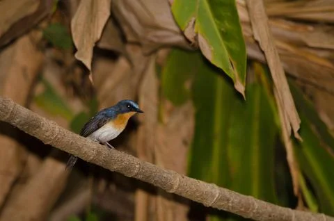 Tickell's blue flycatcher. Stock Photos