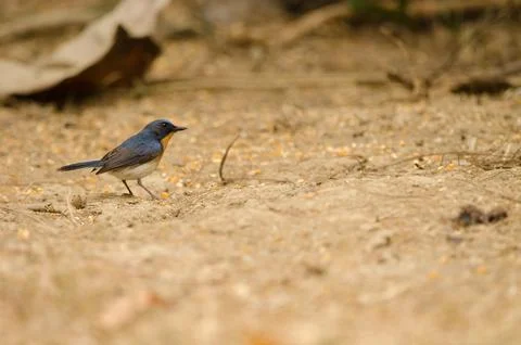 Tickell's blue flycatcher. Stock Photos