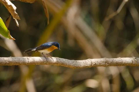 Tickell's blue flycatcher. Stock Photos