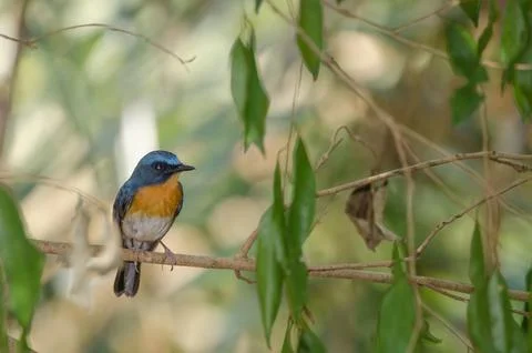 Tickell's blue flycatcher. Stock Photos
