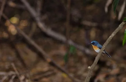 Tickell's blue flycatcher. Stock Photos