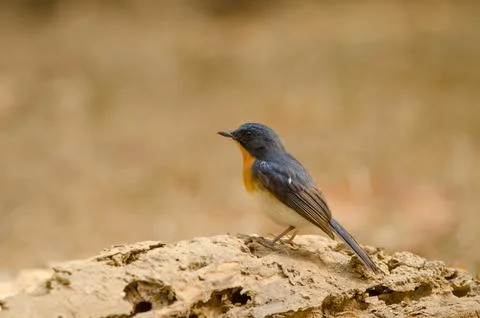 Tickell's blue flycatcher. Stock Photos