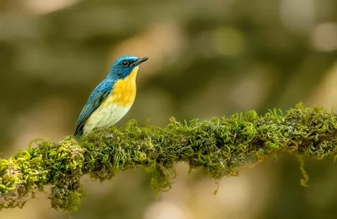 Tickell's Blue Flycatcher Foto stock