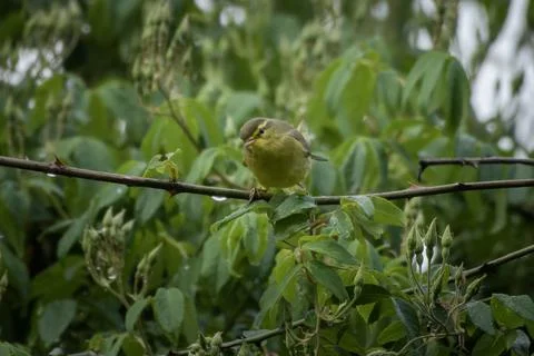 Tickell's Leaf Warbler perched on foliage in Janjehli, Himachal Pradesh 写真素材