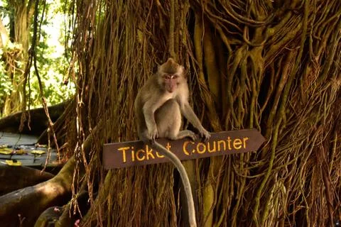 Ticket Counter in Monkey Forest in Ubud, Bali, Indonesia. Stock Photos