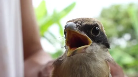 Tickling a bird. Stock Footage 52373696