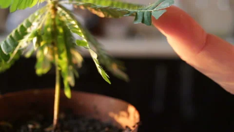 Tickling the leaf of biophytum sensitive for a leaf. The plant folds the leaves Stock Footage 115256036