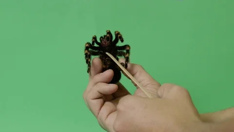 Tickling Tarantula Spider Legs Twitch On... Stock Video Pond5