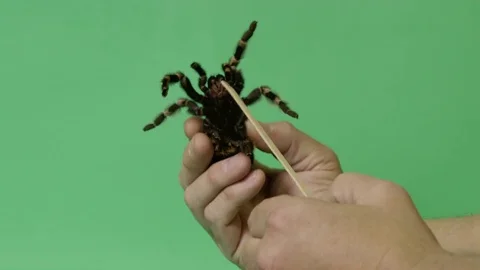 Tickling Tarantula Spider Legs Twitch On... Stock Video Pond5