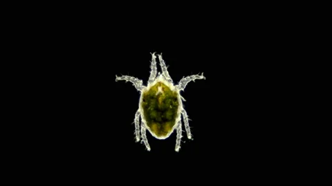 Tick(mite) living in water under a microscope, the superfamily Halacaroidea Stock Footage 135977816