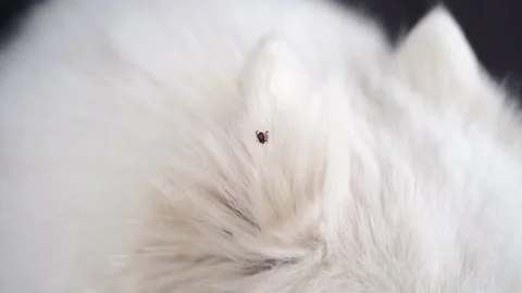 Ticks are dangerous parasites, the problem of dog owners in the warm season. Stock Footage 154952071