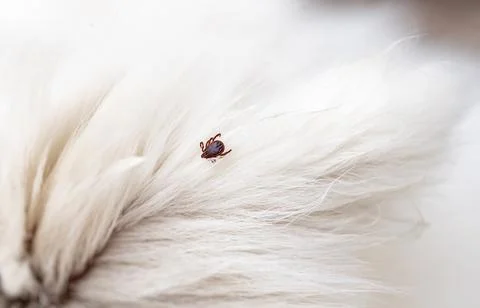 Ticks are dangerous parasites, the problem of dog owners in the warm season. Foto stock