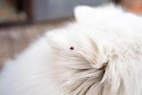 Ticks are dangerous parasites, the problem of dog owners in the warm season. Foto stock