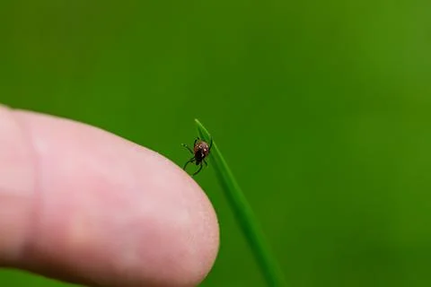 Ticks close up Stock Photos