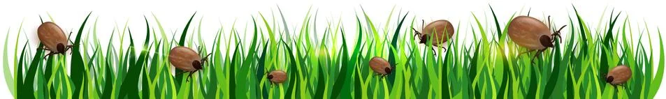 Ticks in the grass on a white background Stock Illustration