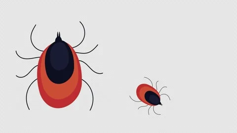 Ticks-insect-green-alpha Stock Footage 276703508
