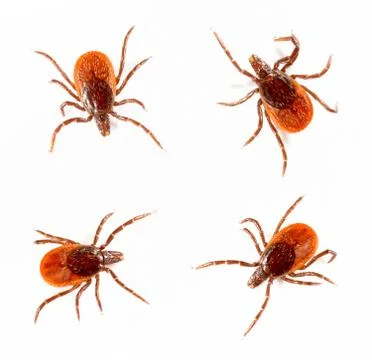 Ticks isolated over white background Stock Photos