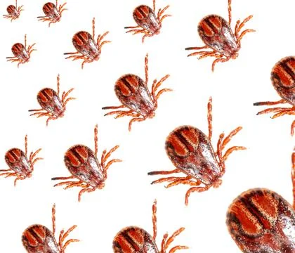 Ticks isolated on white background. Macro Stock Photos