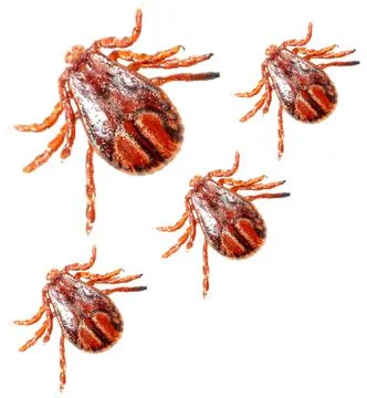 Ticks isolated on white background. Macro Foto stock