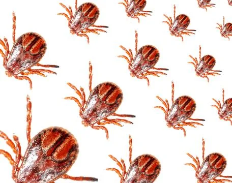 Ticks isolated on white background. Macro 库存照片