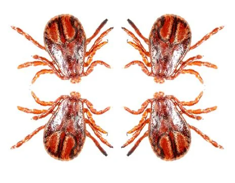 Ticks isolated on white background. Macro Stock Photos
