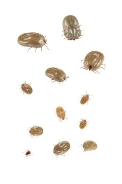 Ticks isolated on white background Foto stock