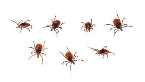 Ticks isolated on white Stock Photos
