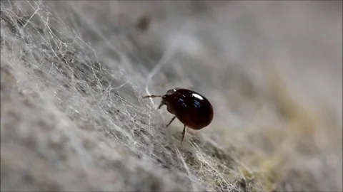 Ticks in the mold. Micro Stock Footage 82267850