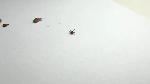 Ticks Removed from Pet Moving on White Background Close-Up Video stock 277296471