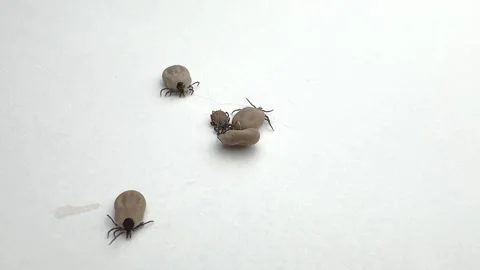 Ticks Removed from Pet Moving on White Background Close-Up Video stock 277296478